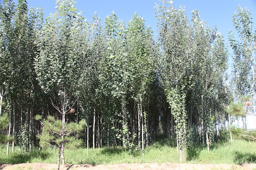 新疆楊基地 新疆楊基地